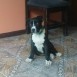 mi perro tommy